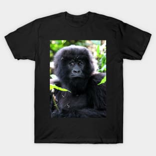 "What are you going to do to me?" Juvenile Mountain Gorilla T-Shirt